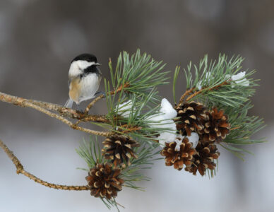 Types of Chickadees in North America Image